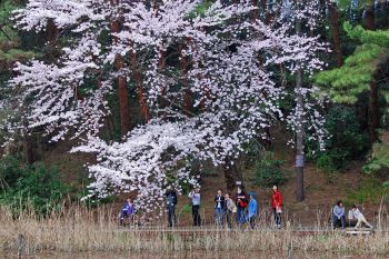 湖辺の桜を楽しむ人々