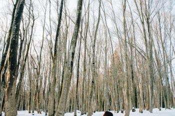 冬の美人林